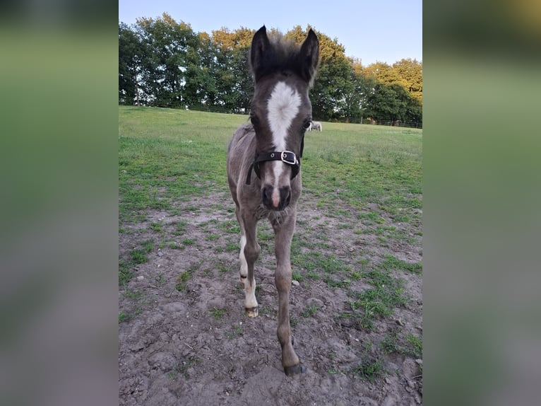 Welsh-C Mix Stallone Puledri (05/2025) 135 cm Morello in Uelsen