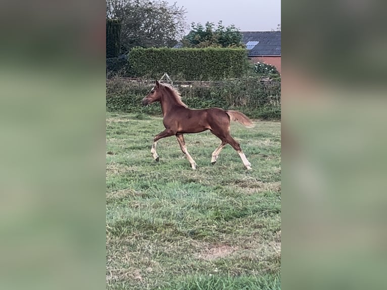 Welsh-C Stallone Puledri
 (04/2024) 136 cm Sauro in Hengelo (Gld)