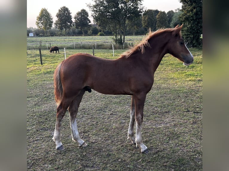 Welsh-C Stallone Puledri
 (04/2024) 136 cm Sauro in Hengelo (Gld)