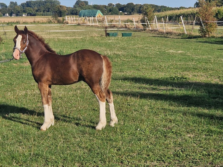 Welsh-C Stallone Puledri (05/2026) 136 cm Sauro scuro in Korschenbroich