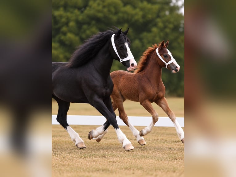 Welsh-C Stallone Puledri (05/2026) 136 cm Sauro scuro in Korschenbroich