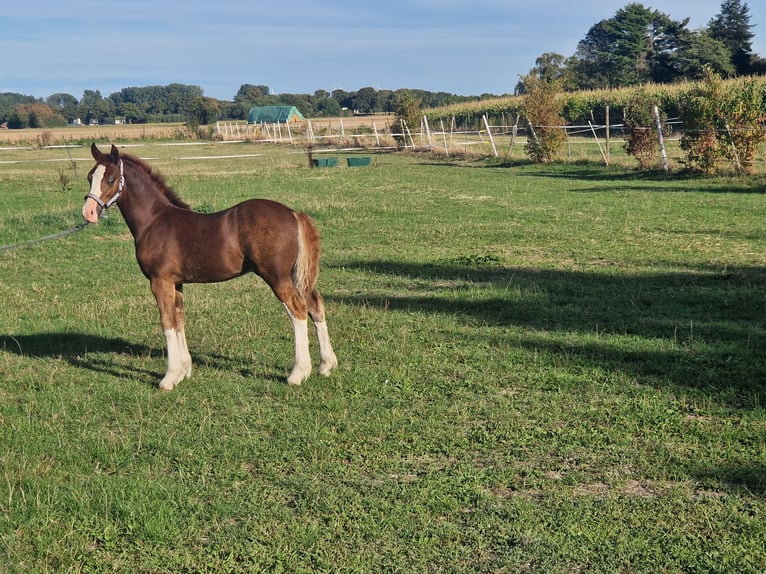 Welsh-C Stallone Puledri (05/2026) 136 cm Sauro scuro in Korschenbroich