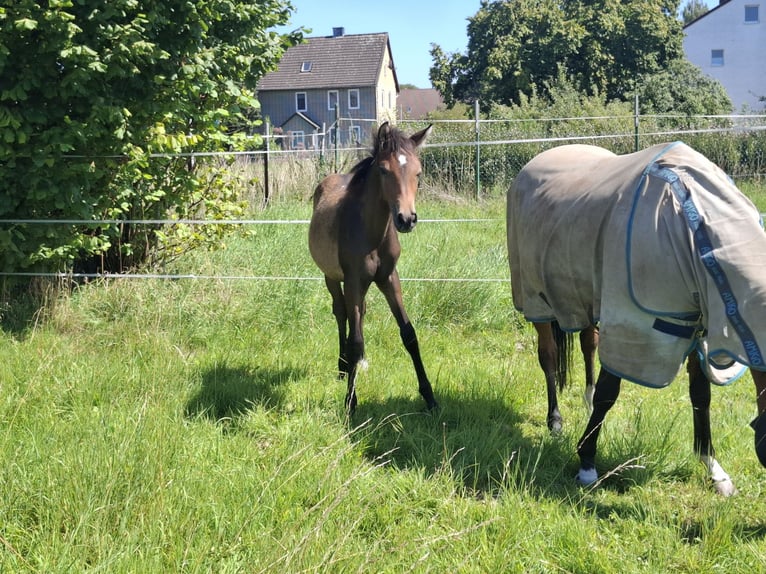 Welsh-C Stallone Puledri (04/2025) 140 cm Baio in Bockenem