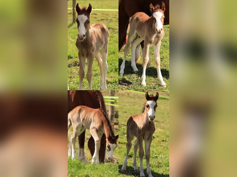 Welsh-C Stallone Puledri (04/2026) Sabino in Meinhard