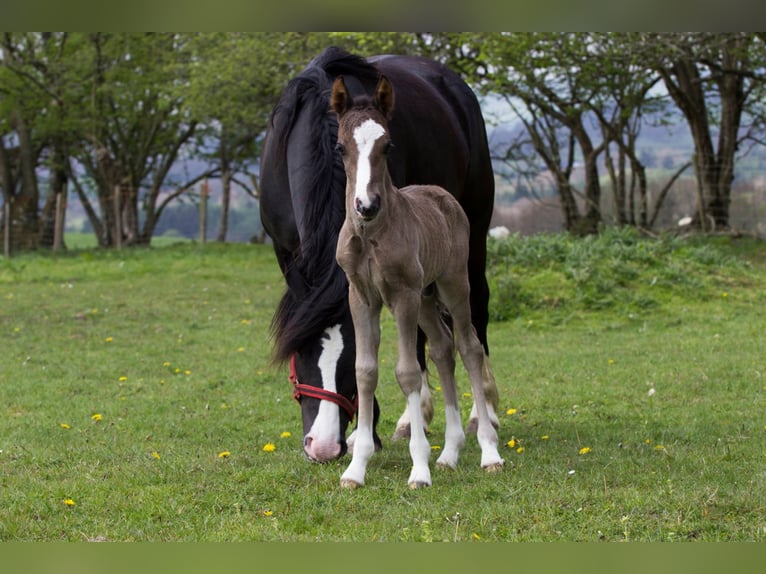 Welsh-C Stallone in Meerbusch