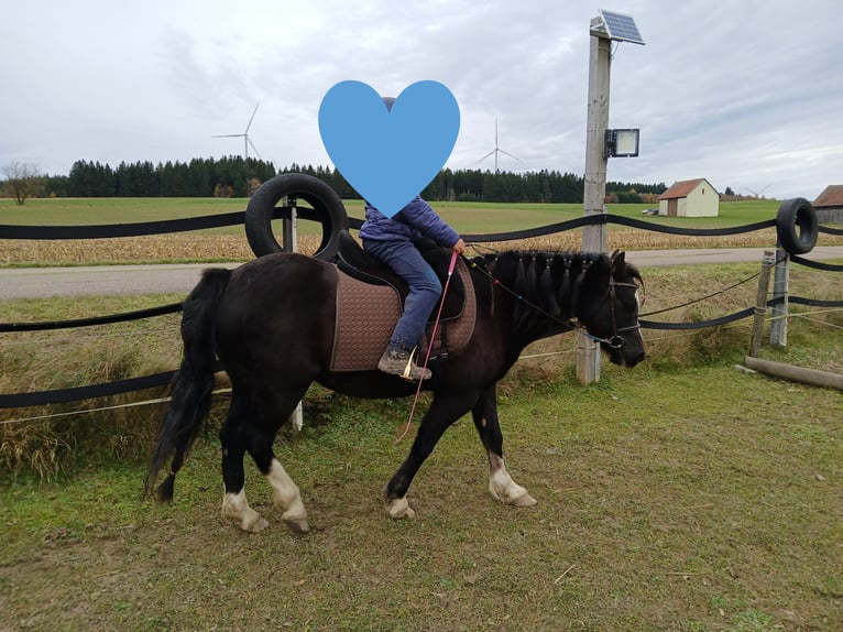 Welsh-C Stute 10 Jahre 127 cm Dunkelfuchs in Lauterstein