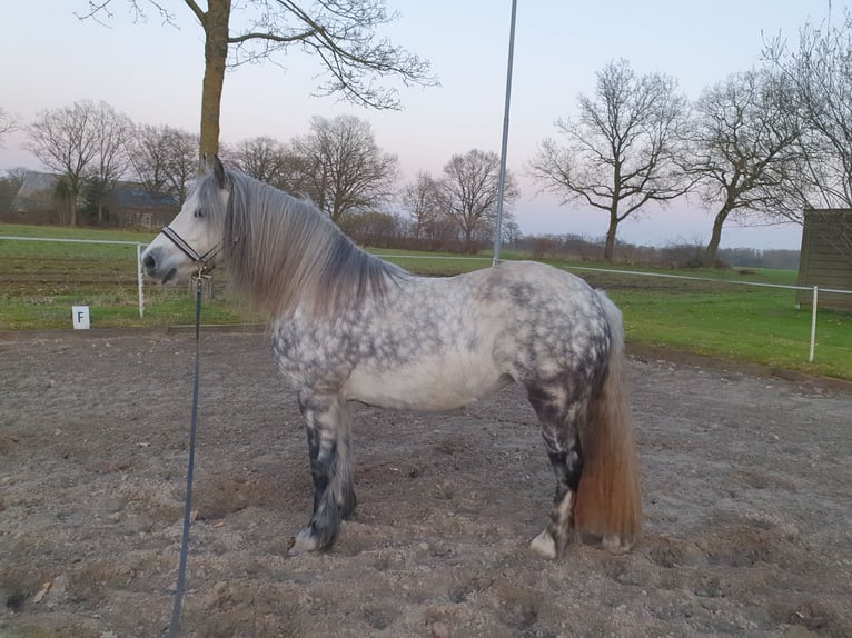 Welsh-C Mix Stute 10 Jahre 132 cm Apfelschimmel in Hohenfelde