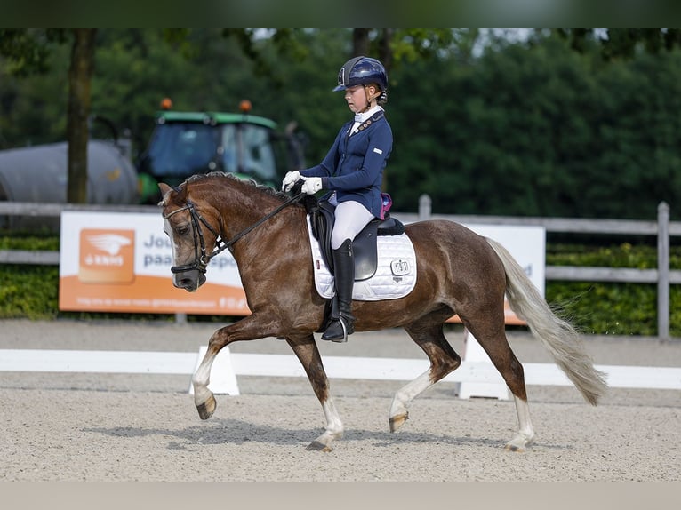 Welsh-C Stute 10 Jahre 134 cm Fuchs in Gemonde