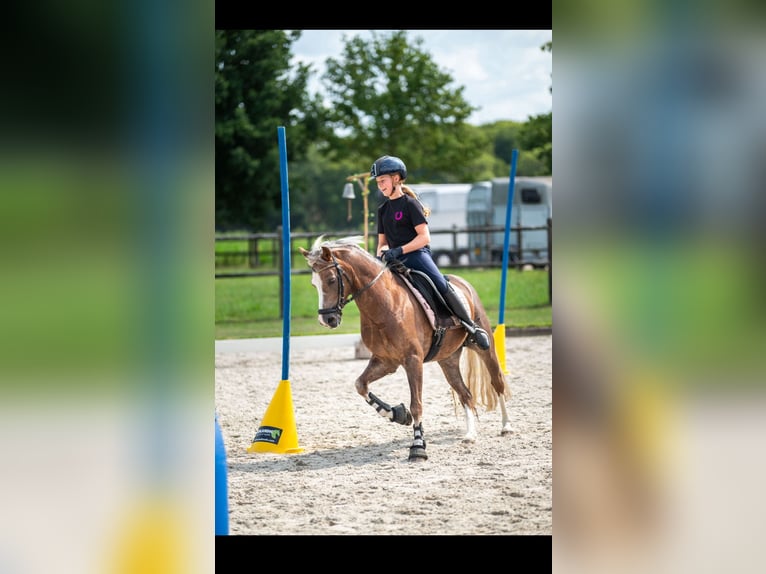 Welsh-C Stute 10 Jahre 134 cm Fuchs in Gemonde