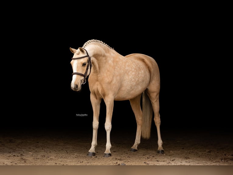 Welsh-C Stute 10 Jahre 136 cm Palomino in Oost West en Middelbeers