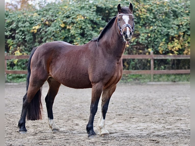 Welsh-C Stute 10 Jahre 138 cm Brauner in Blekendorf