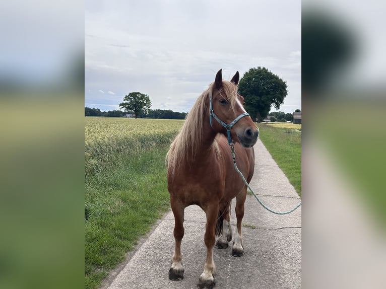Welsh-C Mix Stute 10 Jahre 160 cm Fuchs in Raddestorf