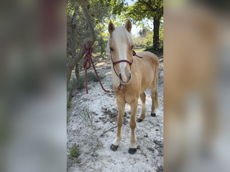 Welsh-C Stute 11 Jahre 127 cm Palomino in Aix en provence