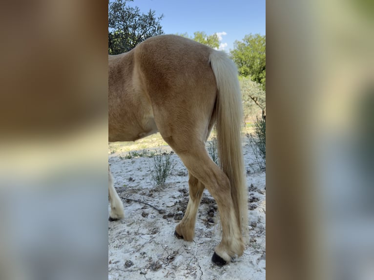 Welsh-C Stute 11 Jahre 127 cm Palomino in Aix en provence