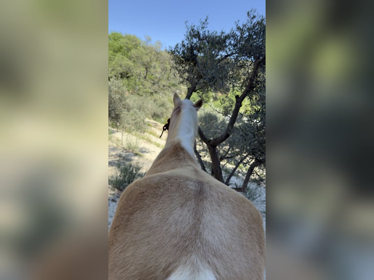 Welsh-C Stute 11 Jahre 127 cm Palomino in Aix en provence