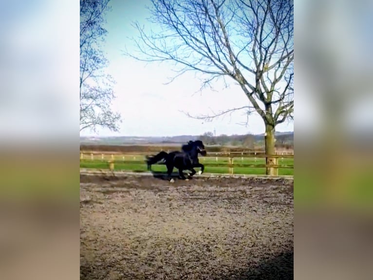 Welsh-C Stute 11 Jahre 127 cm Rappe in Rotherham