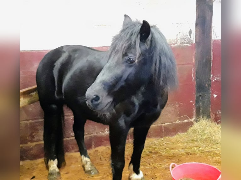 Welsh-C Stute 11 Jahre 127 cm Rappe in Rotherham