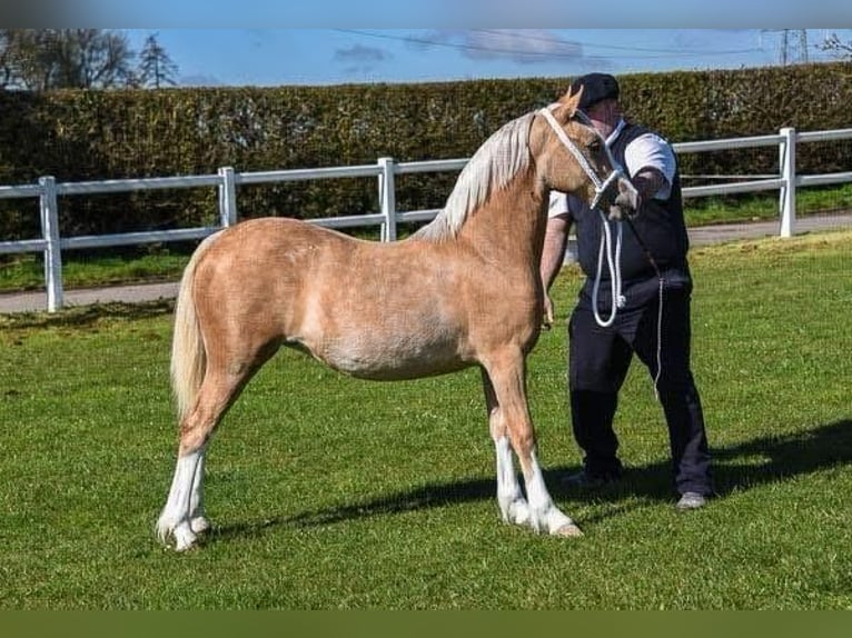 Welsh-C Stute 11 Jahre 133 cm Palomino in Hengelo (Gld)