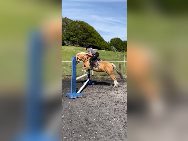 Welsh-C Stute 11 Jahre 133 cm Palomino in Hengelo (Gld)