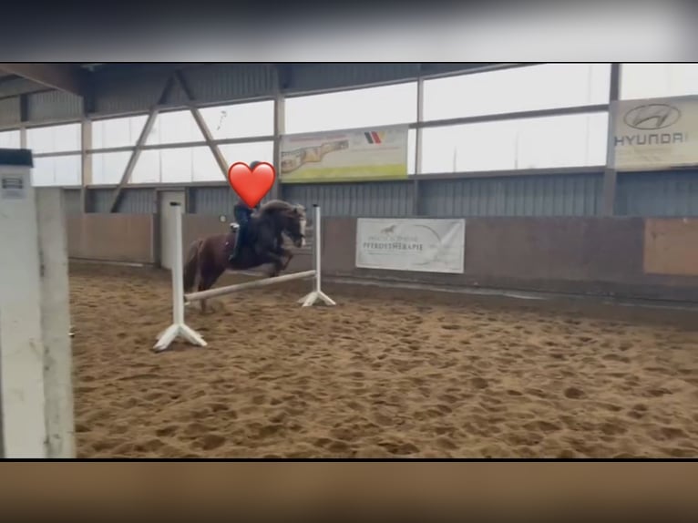 Welsh-C Stute 12 Jahre 126 cm Fuchs in Sievershütten