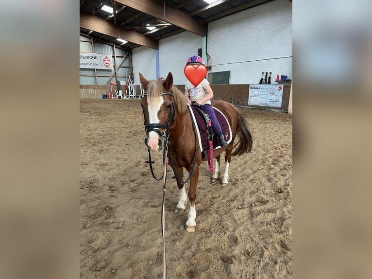 Welsh-C Stute 12 Jahre 126 cm Fuchs in Sievershütten