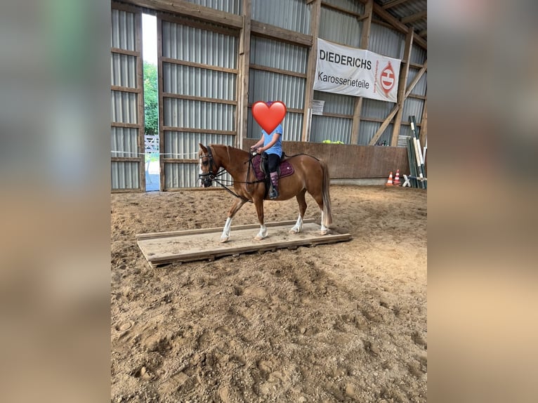 Welsh-C Stute 12 Jahre 126 cm Fuchs in Sievershütten