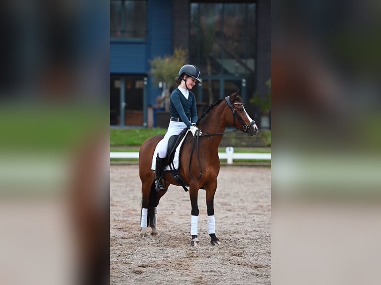 Welsh-C Stute 12 Jahre 134 cm Brauner in Vorden