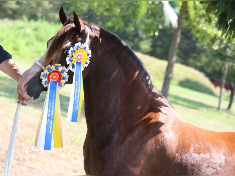 Welsh-C Stute 12 Jahre 136 cm Fuchs in Nuenen