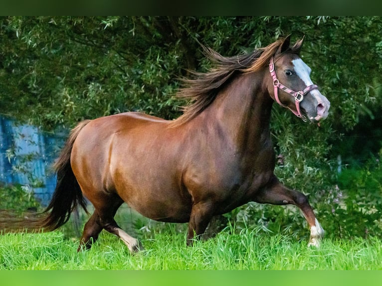 Welsh-C Stute 12 Jahre 136 cm Fuchs in Nuenen
