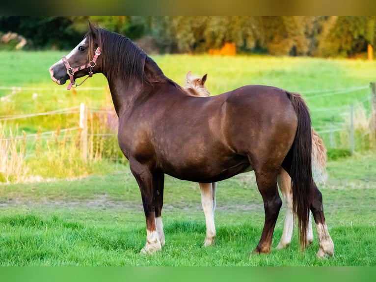 Welsh-C Stute 12 Jahre 136 cm Fuchs in Nuenen
