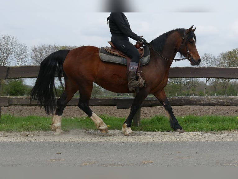 Welsh-C Stute 12 Jahre 138 cm Brauner in Lathen