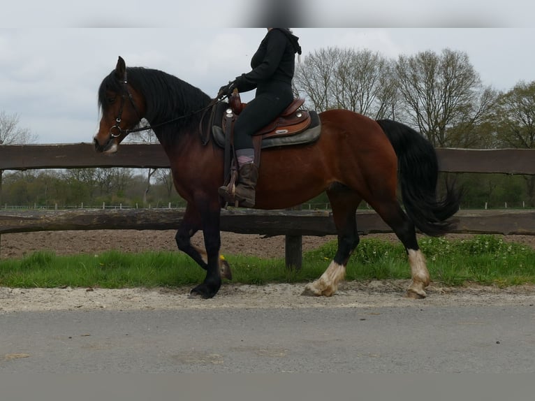Welsh-C Stute 12 Jahre 138 cm Brauner in Lathen