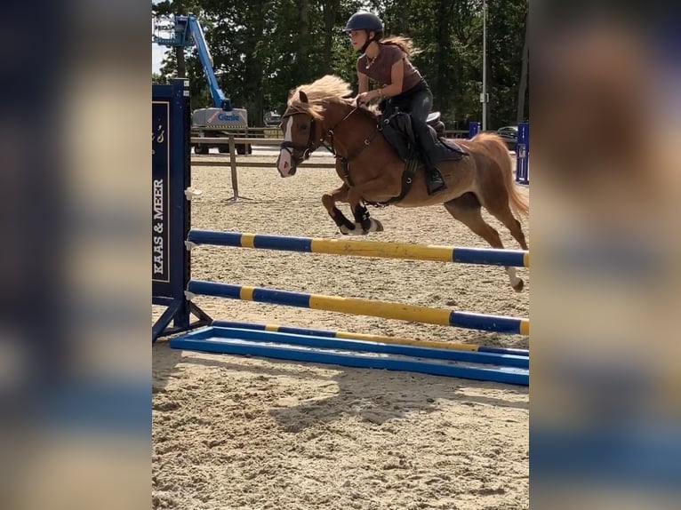 Welsh-C Stute 13 Jahre 132 cm Dunkelfuchs in Rijssen