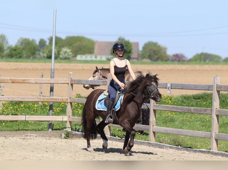 Welsh-C Stute 13 Jahre 133 cm Brauner in Bogaarden