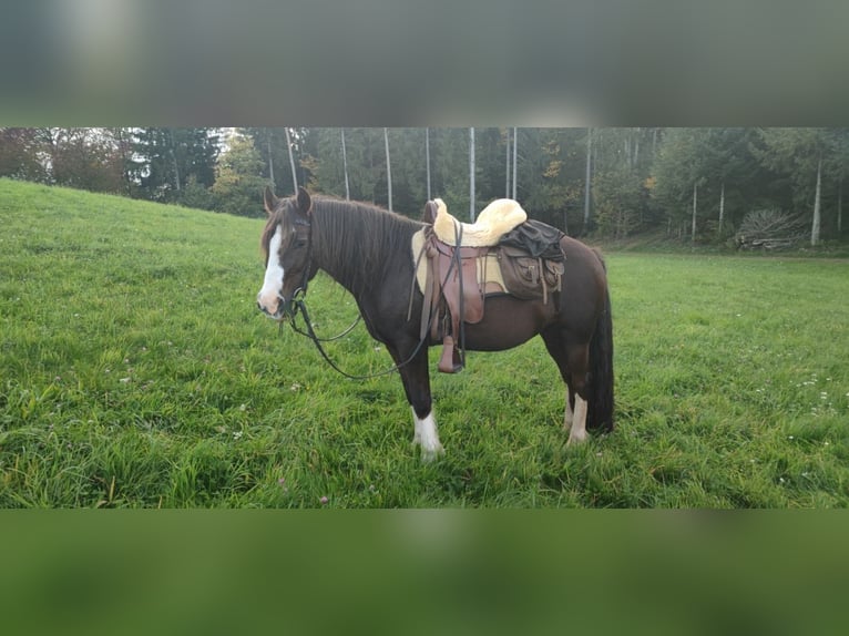 Welsh-C Stute 13 Jahre 140 cm Fuchs in SteinachWelschensteinach