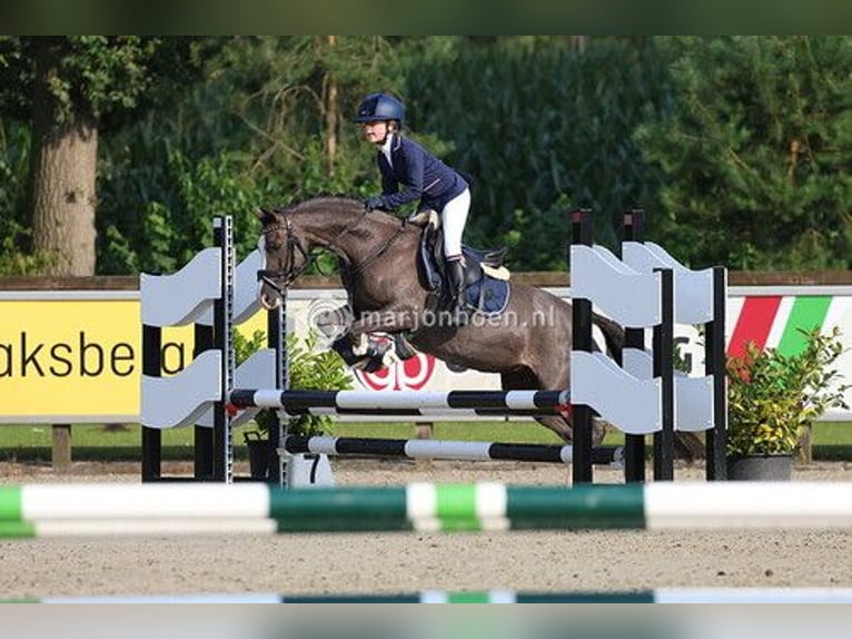 Welsh-C Stute 14 Jahre 133 cm Dunkelfuchs in Enschede