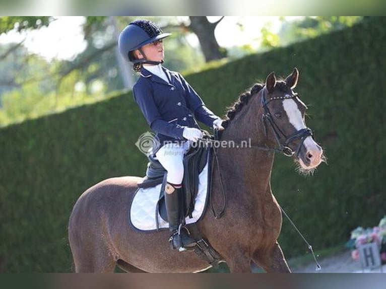 Welsh-C Stute 14 Jahre 133 cm Dunkelfuchs in Enschede