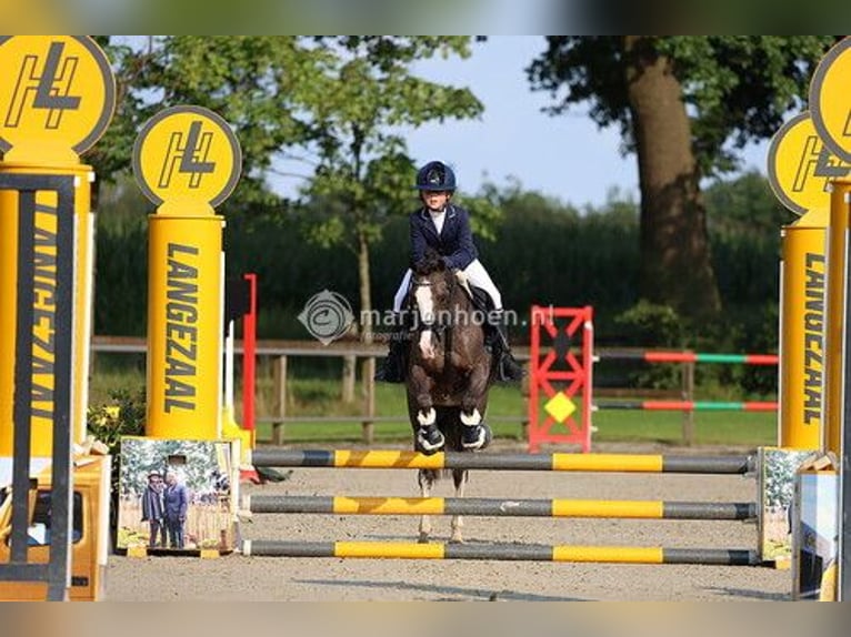 Welsh-C Stute 14 Jahre 133 cm Dunkelfuchs in Enschede