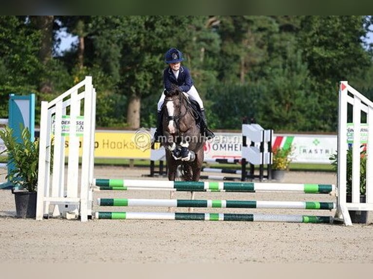 Welsh-C Stute 14 Jahre 133 cm Dunkelfuchs in Enschede