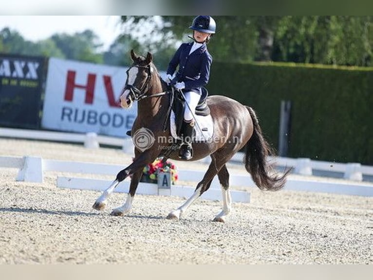 Welsh-C Stute 14 Jahre 133 cm Dunkelfuchs in Enschede