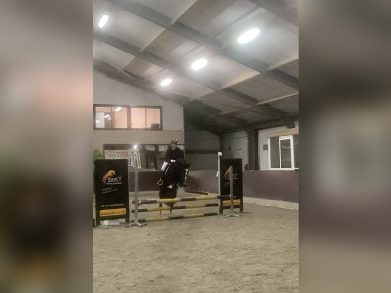 Welsh-C Stute 14 Jahre 133 cm Rappe in Putten