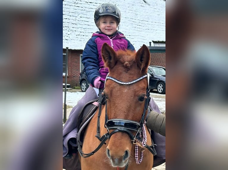 Welsh-C Mix Stute 14 Jahre 135 cm Fuchs in Rosengarten