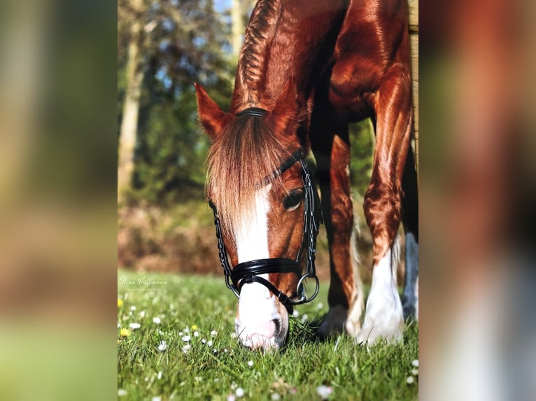 Welsh-C Stute 14 Jahre 137 cm Fuchs in Liebenau