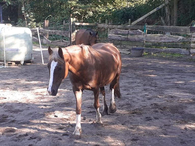 Welsh-C Stute 14 Jahre 138 cm Dunkelfuchs in Essen - Altenessen