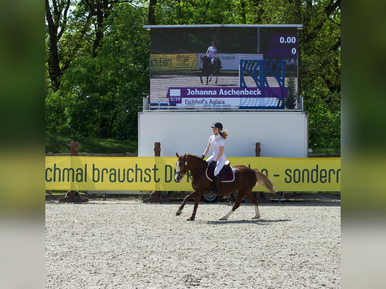 Welsh-C Stute 14 Jahre 140 cm Fuchs in Wardenburg