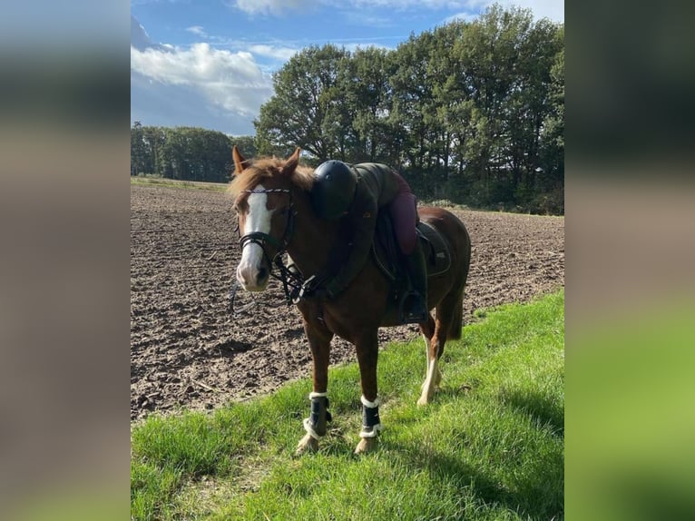 Welsh-C Stute 14 Jahre 140 cm Fuchs in Wardenburg