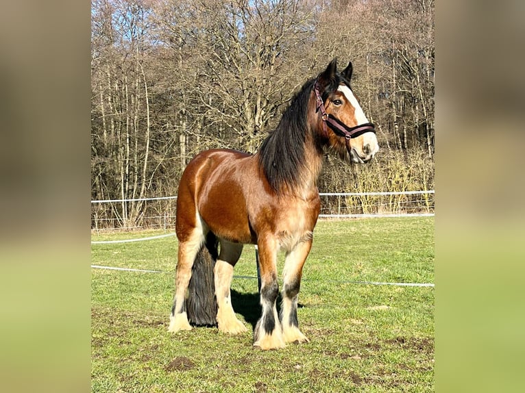 Welsh-C Stute 14 Jahre 150 cm Brauner in Zierenberg