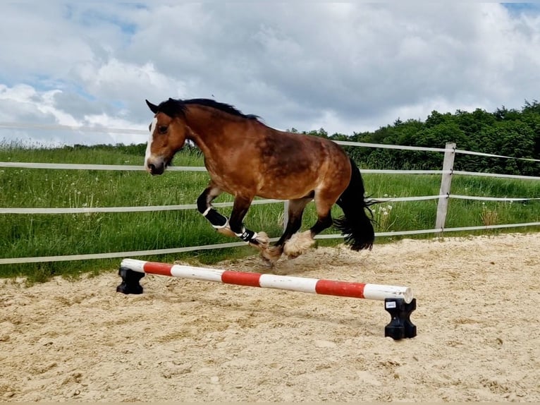 Welsh-C Stute 14 Jahre 150 cm Brauner in Zierenberg