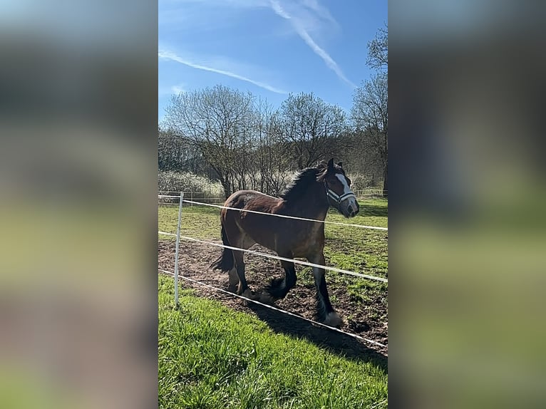 Welsh-C Stute 14 Jahre 150 cm Brauner in Zierenberg
