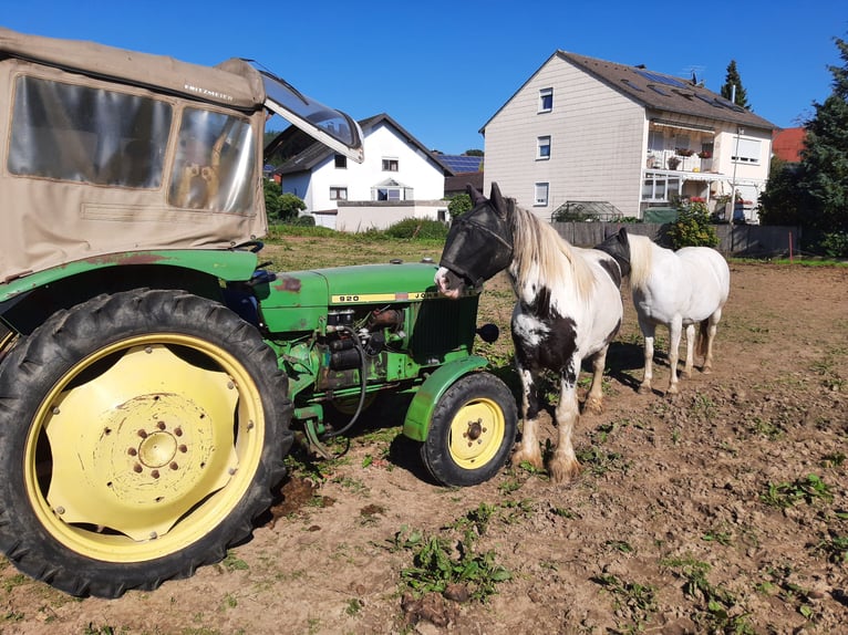 Welsh-C Mix Stute 15 Jahre 135 cm Schimmel in Todtenweis